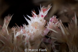 Soft Coral Crab, Portrait by Marco Fierli 